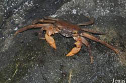 Potamon socotrensis