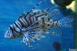 Aquarium Kiel