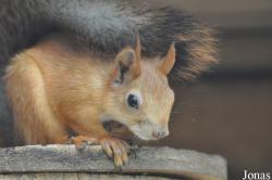 Sciurus vulgaris exalbidus