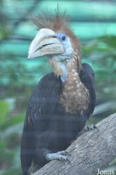 Hong Kong Zoological and Botanical Gardens