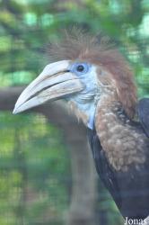 Hong Kong Zoological and Botanical Gardens