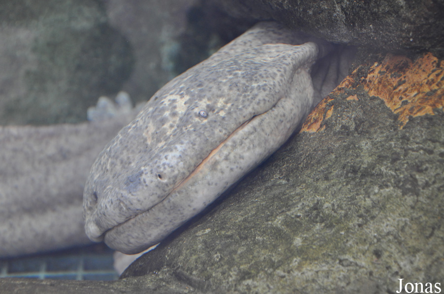 Ocean Park Hong Kong