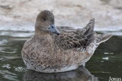P. Kooy & Sons Waterfowl Breeding Farm (P)