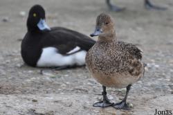 P. Kooy & Sons Waterfowl Breeding Farm (P)