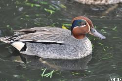 P. Kooy & Sons Waterfowl Breeding Farm (P)
