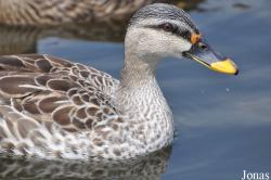 P. Kooy & Sons Waterfowl Breeding Farm (P)