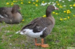 P. Kooy & Sons Waterfowl Breeding Farm (P)