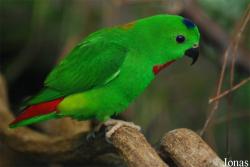 Loriculus galgulus