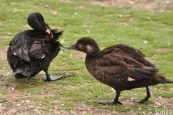 P. Kooy & Sons Waterfowl Breeding Farm (P)