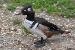 P. Kooy & Sons Waterfowl Breeding Farm (P)