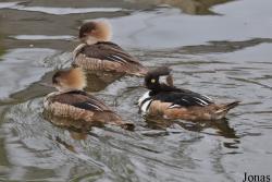 P. Kooy & Sons Waterfowl Breeding Farm (P)