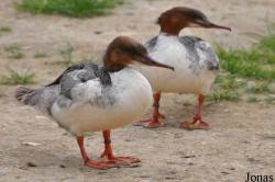 P. Kooy & Sons Waterfowl Breeding Farm (P)