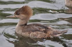 P. Kooy & Sons Waterfowl Breeding Farm (P)