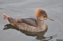 P. Kooy & Sons Waterfowl Breeding Farm (P)