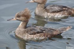 P. Kooy & Sons Waterfowl Breeding Farm (P)