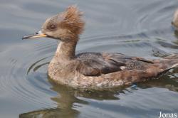 P. Kooy & Sons Waterfowl Breeding Farm (P)