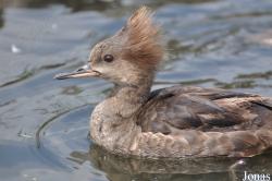P. Kooy & Sons Waterfowl Breeding Farm (P)