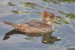 P. Kooy & Sons Waterfowl Breeding Farm (P)