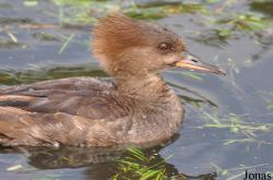 P. Kooy & Sons Waterfowl Breeding Farm (P)