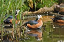 P. Kooy & Sons Waterfowl Breeding Farm (P)