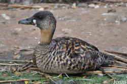 P. Kooy & Sons Waterfowl Breeding Farm (P)