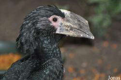 Utropia