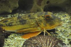 Chelidonichthys lucernus