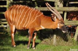 Howletts Wild Animal Park