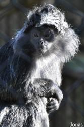 Howletts Wild Animal Park