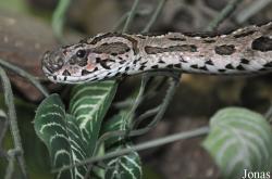 Daboia russelii siamensis