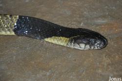Bungarus fasciatus