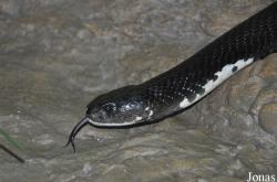 Snake Farm