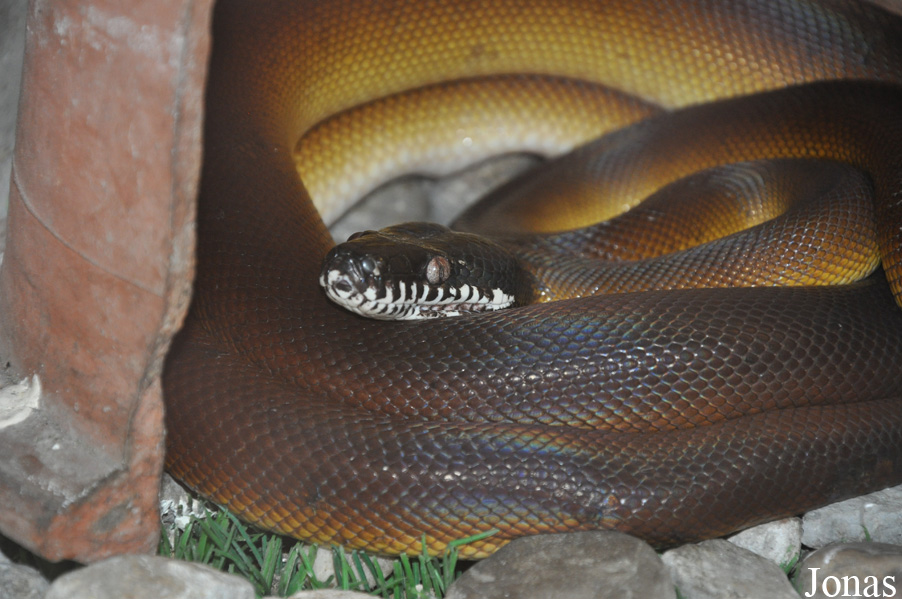 Snake Farm