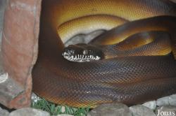 Snake Farm