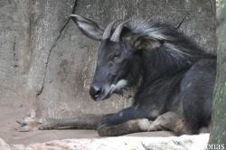 Dusit Zoo