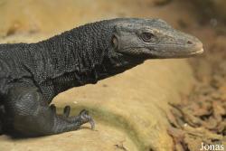 Varanus salvator komaini