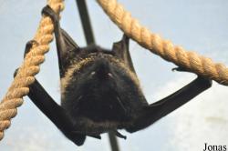 Durrell Wildlife Conservation Trust