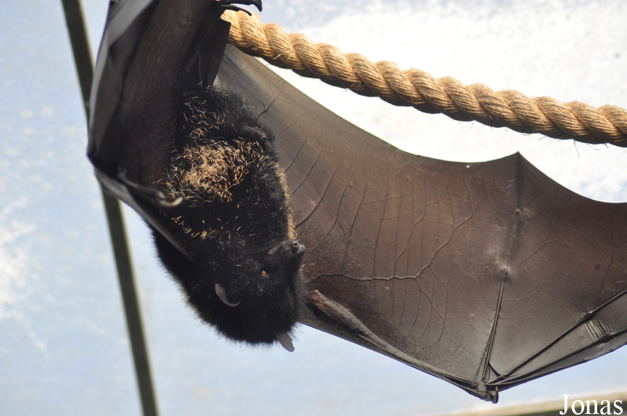 Durrell Wildlife Conservation Trust