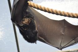Durrell Wildlife Conservation Trust