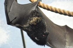 Durrell Wildlife Conservation Trust