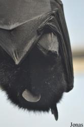 Durrell Wildlife Conservation Trust