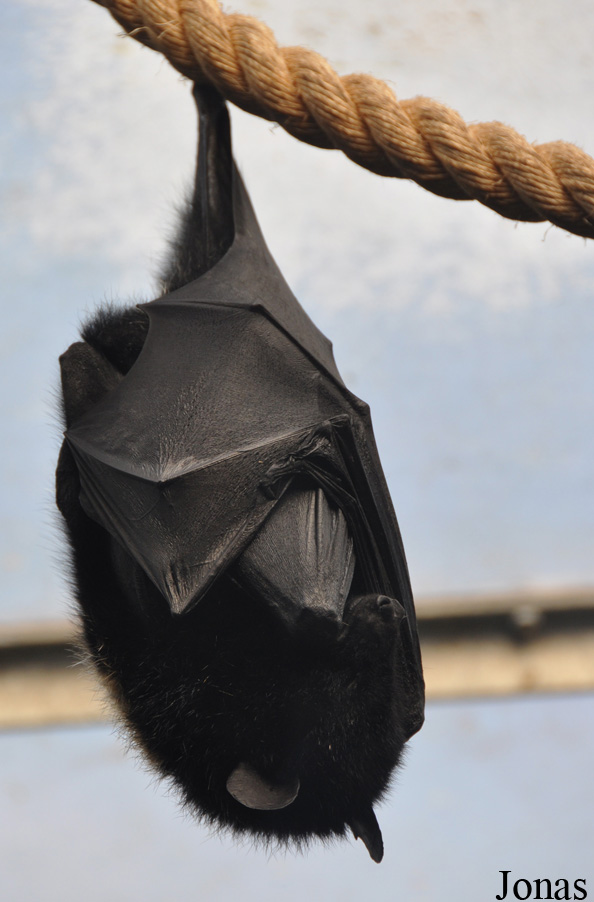 Durrell Wildlife Conservation Trust