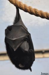 Durrell Wildlife Conservation Trust