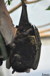 Durrell Wildlife Conservation Trust