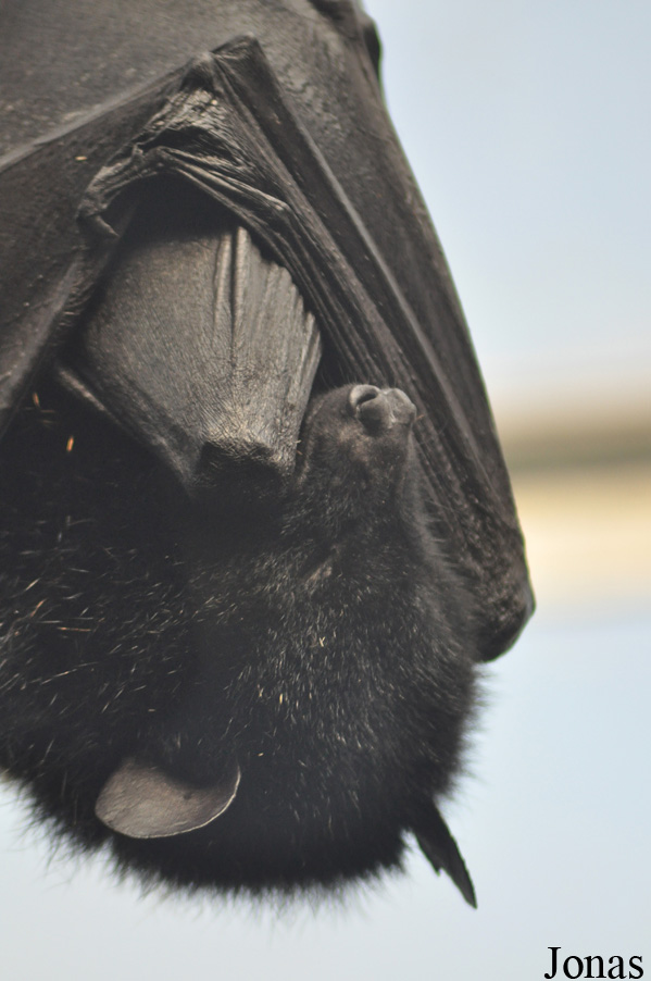 Durrell Wildlife Conservation Trust