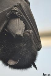 Durrell Wildlife Conservation Trust