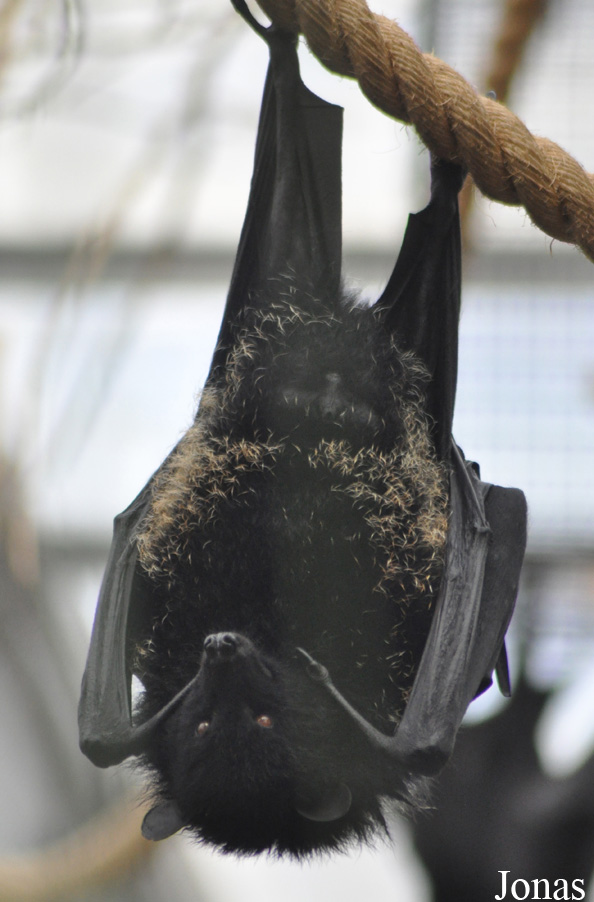 Durrell Wildlife Conservation Trust
