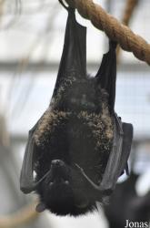 Durrell Wildlife Conservation Trust