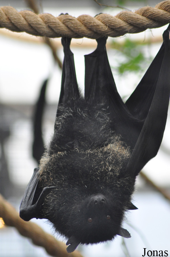 Durrell Wildlife Conservation Trust