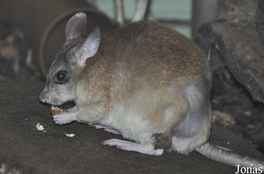 Durrell Wildlife Conservation Trust